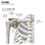 ◆【1/9(日) 肩痛の改善がうまくいかない理由】500